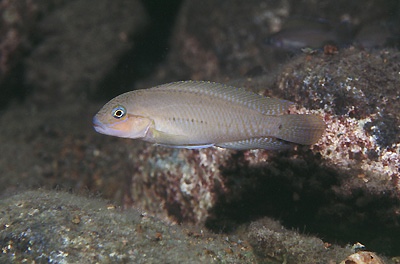 Telmatochromis cf. temporalis 'Kapembwa'